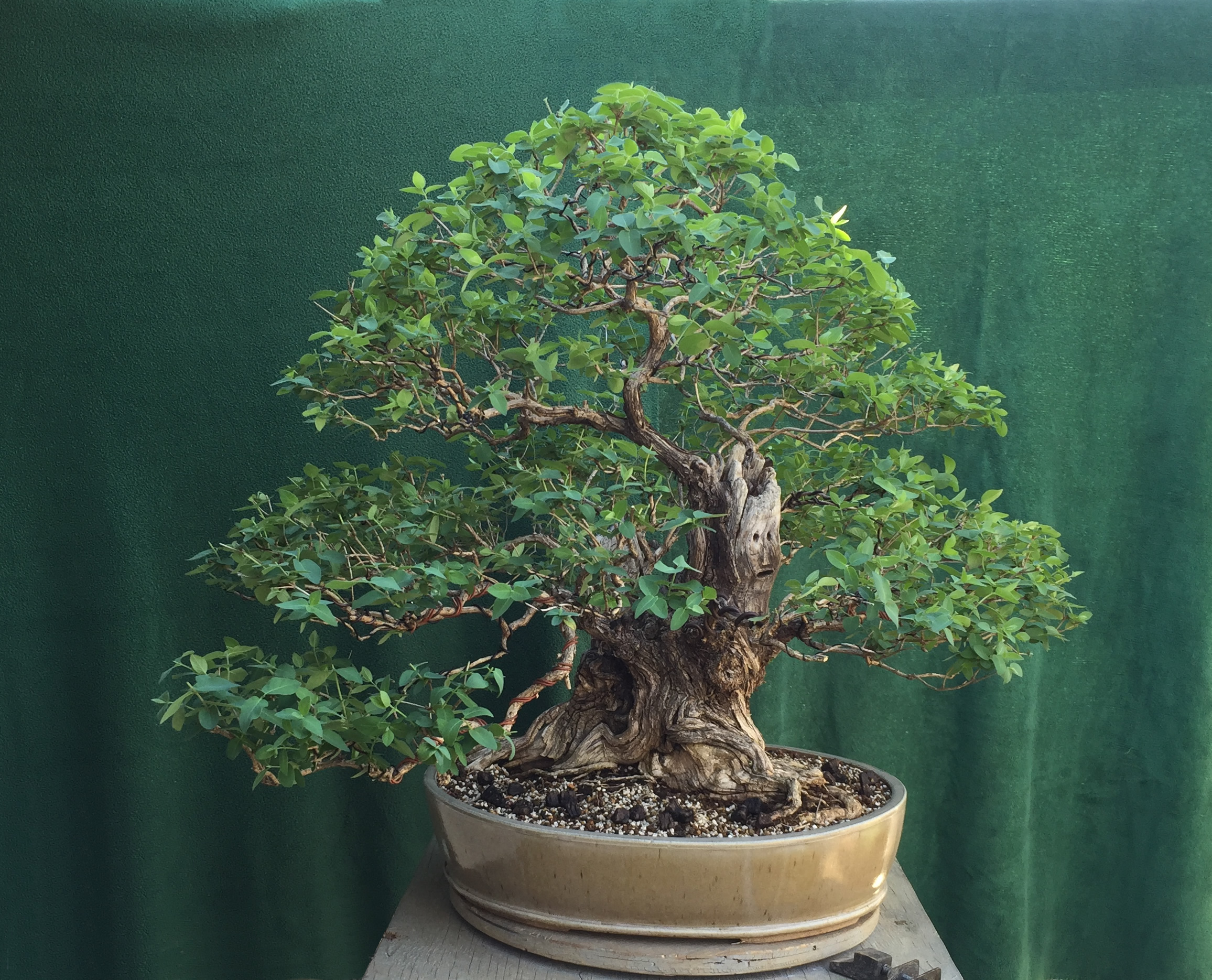 honeysuckle after growth and styling