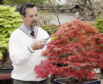 Bill pruning a maple