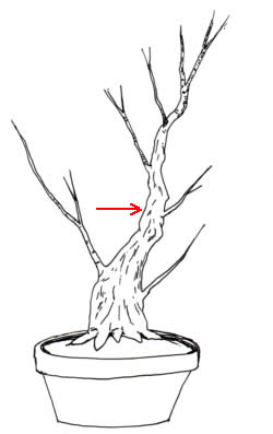 a tree suitable for a chop