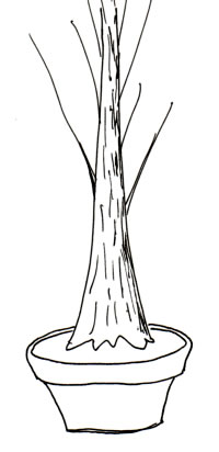 A straight trunk that you want to cut back.