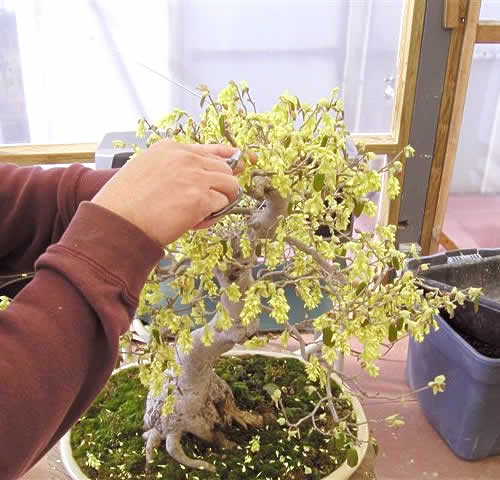 Don't let the flowers turn to seed