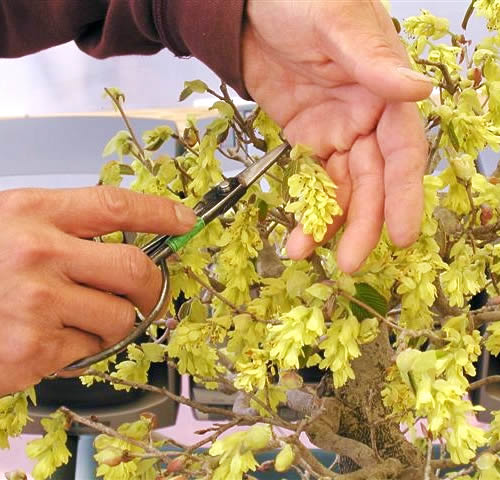 Detail of the flower