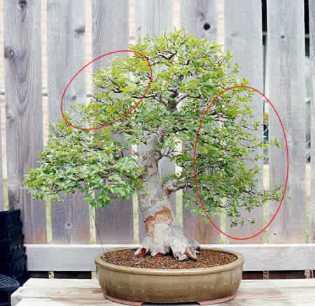 Ulmus parvifolia - spring 2004