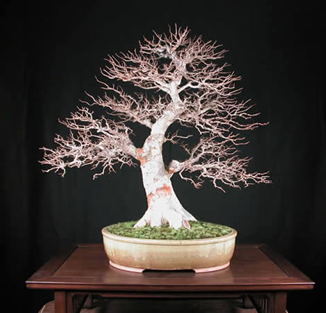 Ulmus parvifolia - winter 2003