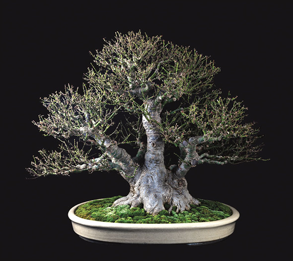 Koto Hime Japanese Maple