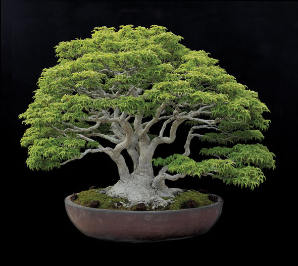 Fertilizer pellets left on