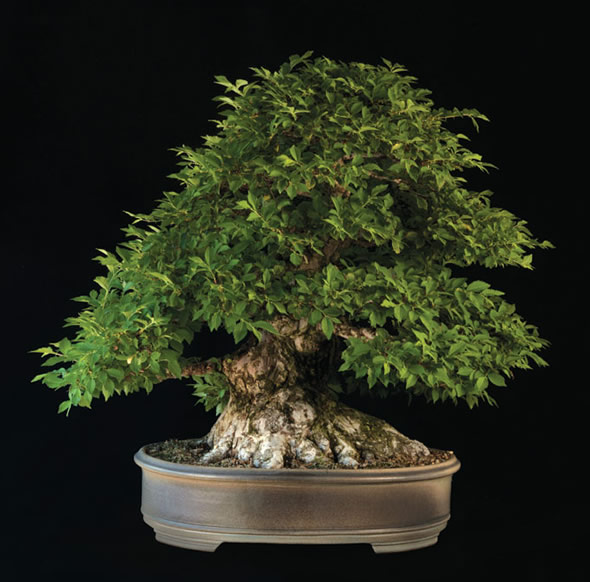 Zelkova thick with summer growth