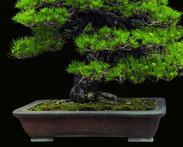 Pine shown out of season