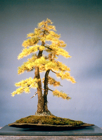 An evocative larch planting