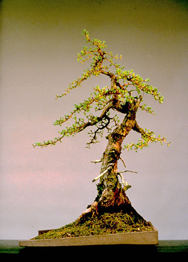 large based larch