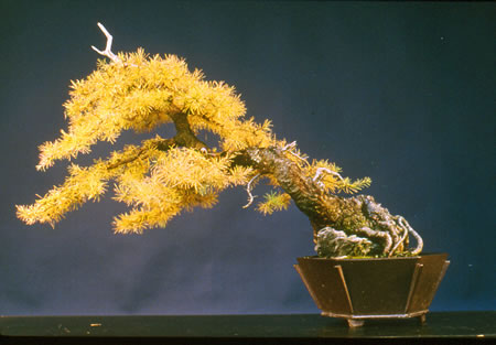 A famous leaning larch by Lenz