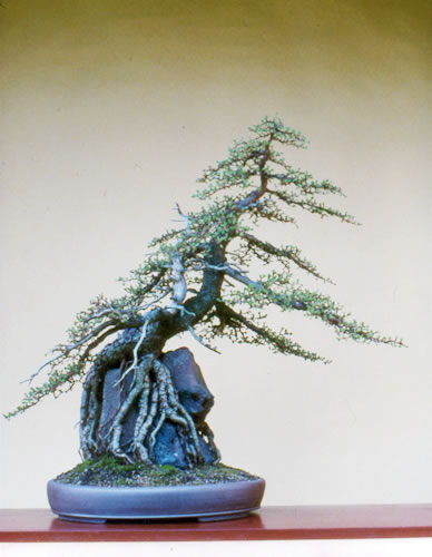 Root-over-rock larch