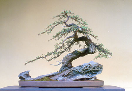 The downhill skiier larch