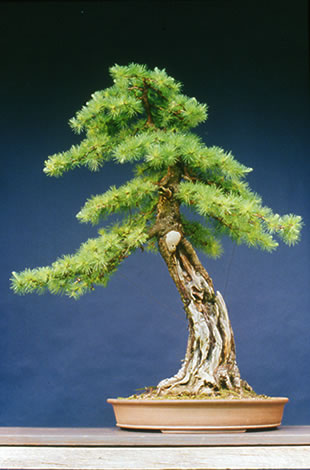 An elegant and aged larch
