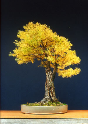 An old forest denizen