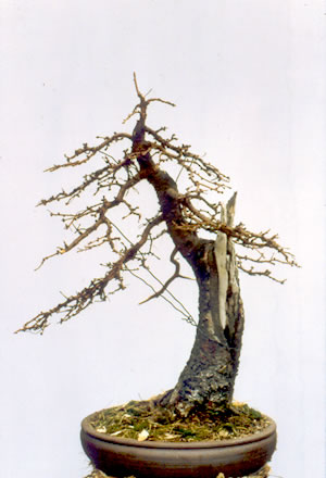A lighting-struck larch