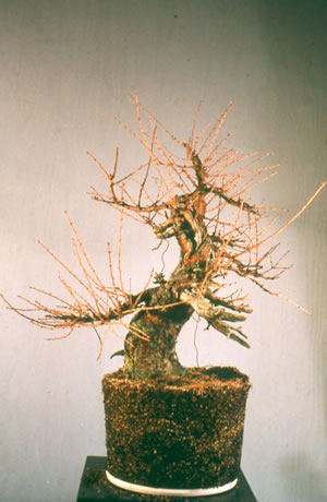 Strong rough material