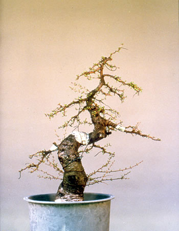 Rough material in early training