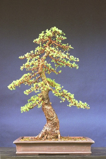 A natural looking larch bonsai
