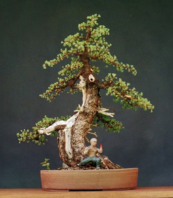 Same tree after some time