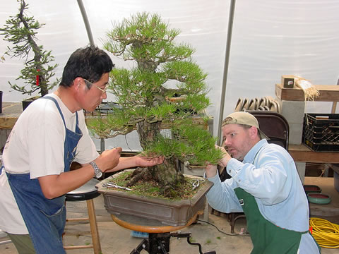 Kenji Miyata and I working on a client's bonsai