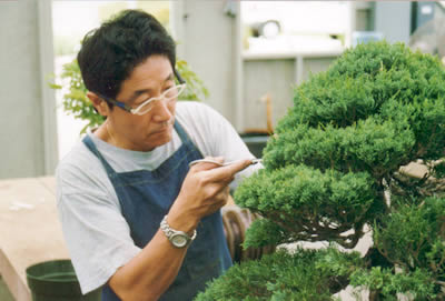 Kenji working on a large juniper