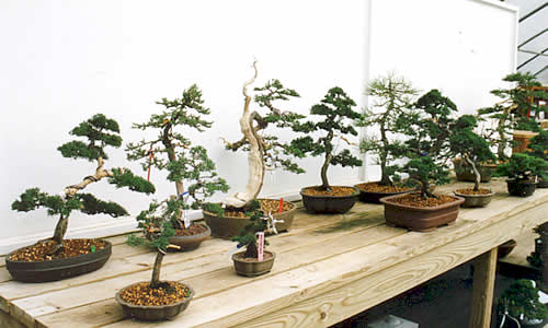 Some of Kenji's work