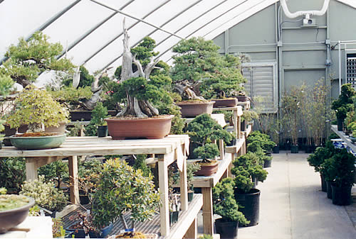 Some of the stock at the nursery