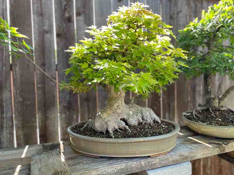 trident maple