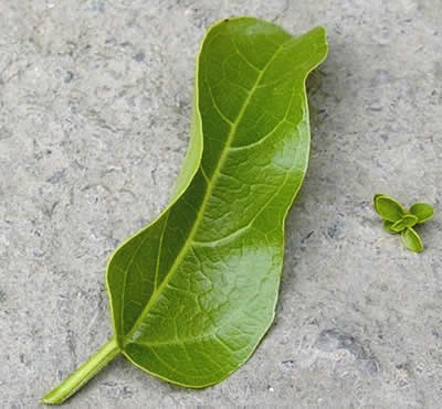 leaves
