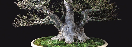 cover of Fine Bonsai