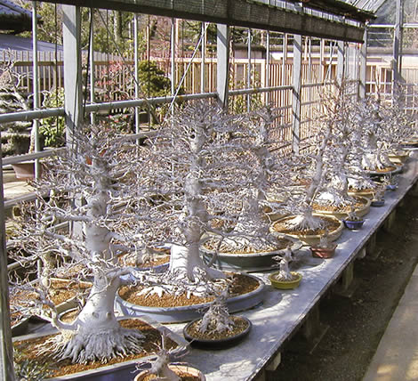 A brace of beautiful beech potensai