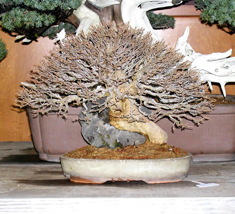 Trident Maple 1