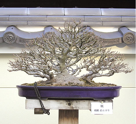 Trident Maple 2