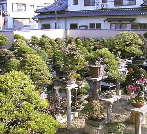 A spectacular array of bonsai in a nursery yard